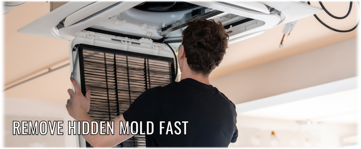 HVAC Mold Removal Los Angeles